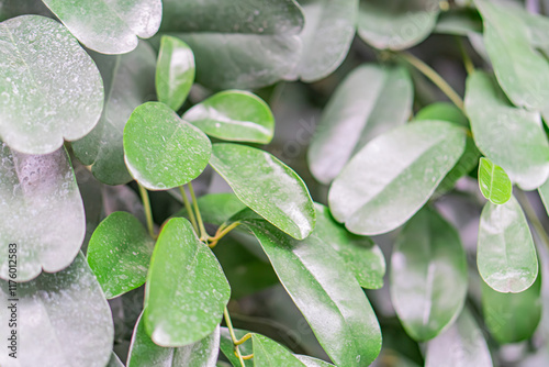 Close-up image of lush houseplant leaves with small white dots, shallow depth of field focusing on texture and color photo