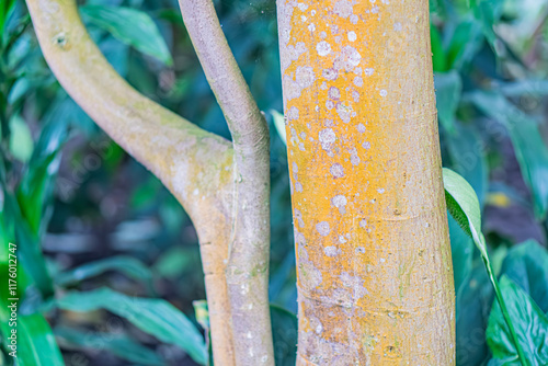 Close-up view of weathered tree bark with yellowish growth, outdoor setting among green foliage Naturalistic style focusing on texture and color contrast photo