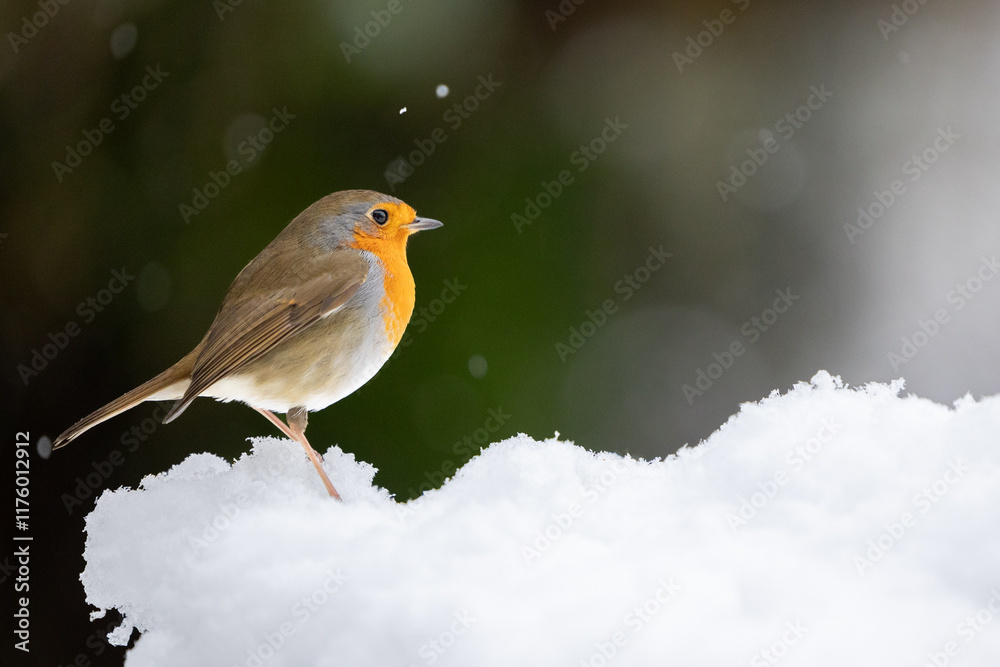 Adult Robin (erithacus rubecula) crouched on a snowy log with a wintry, white background - Yorkshire, UK in January Adult Robin (erithacus rubecula) crouched on a snowy log with a wintry, white background - Yorkshire, UK in January