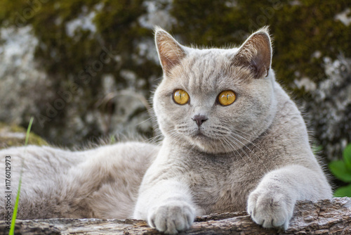 Cat lying on a log.Scottish cat breed pet gray fluffy with amber eyes, playful enthusiastic, hunting peeks out in the bushes outside photo