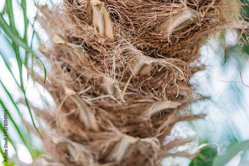 Close-up image of a decomposing coconut on its tree, highlighting the fibrous husk used in various products Earthy tones dominate the scene photo