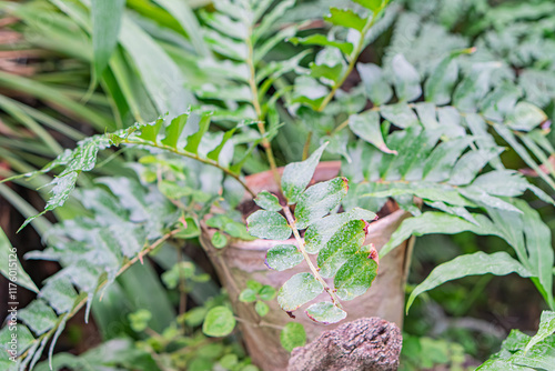 Close-up of worn terracotta pot with growing ferns or fern-like plants outdoors in a lush garden setting photo