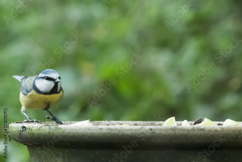 Blue tit at bird feeder with blurred background