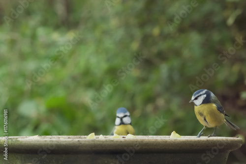 Blue tits at bird feeder with blurred background