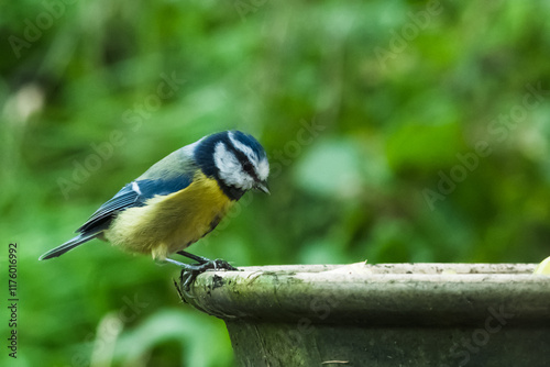 Blue tit at bird feeder with blurred background