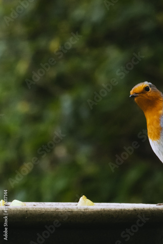 Robin with blurred background