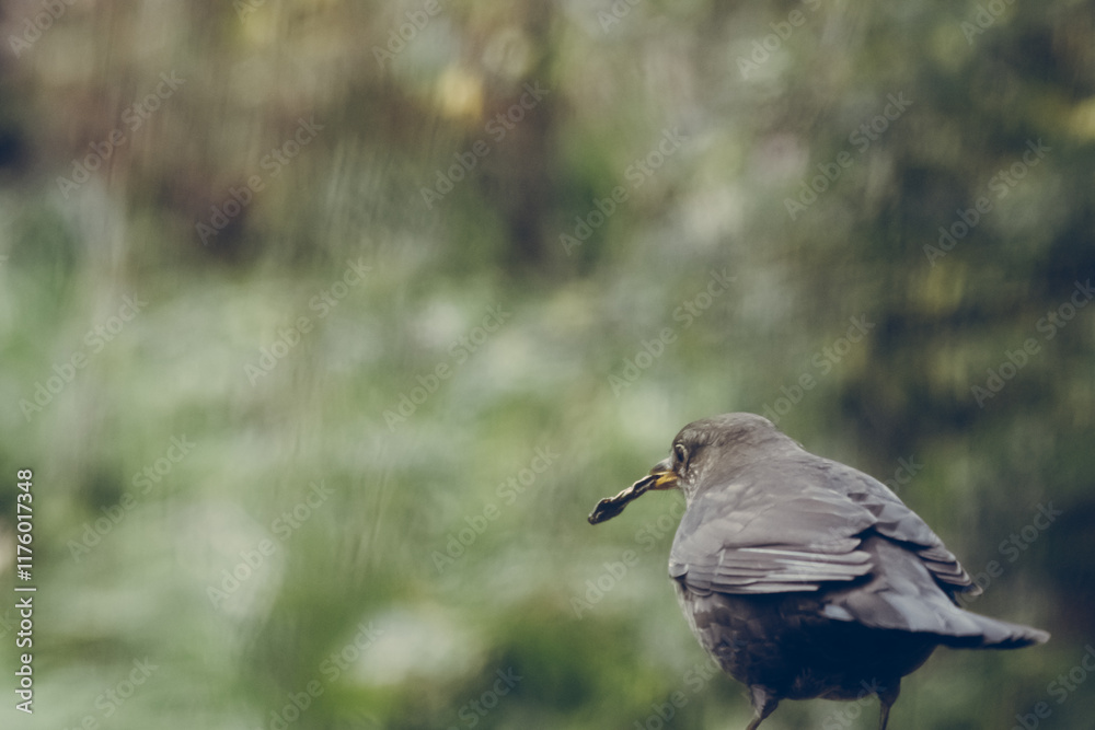 Eurasian blackbird with blurred background Eurasian blackbird with blurred background