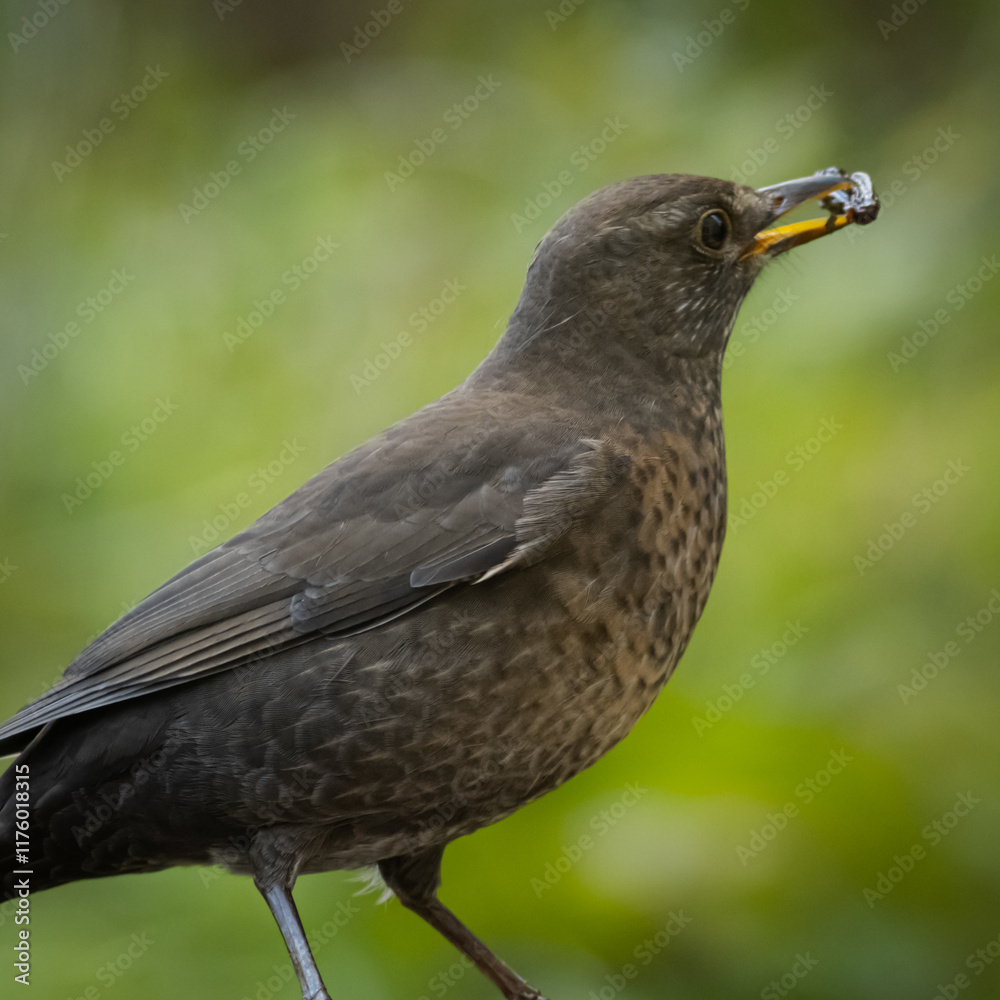 Eurasian blackbird with blurred background Eurasian blackbird with blurred background