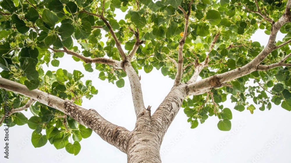 Fototapeta premium Low angle view of a tree with lush green leaves and a light-colored trunk against a bright sky.