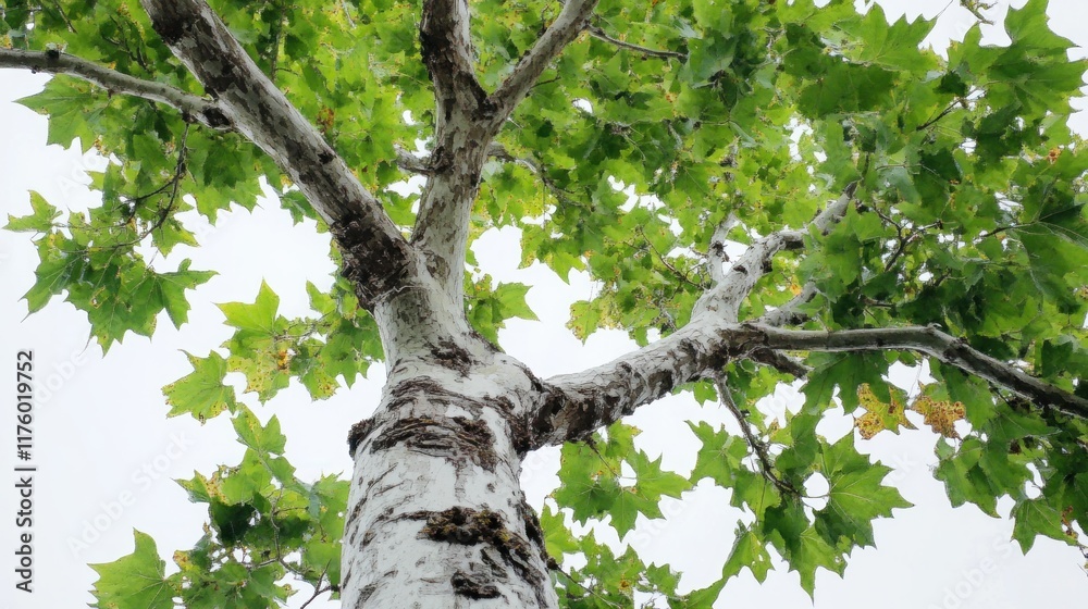 Fototapeta premium Low angle view of a tree with green leaves and white bark against a bright sky.