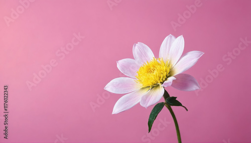 Beautiful pink flower with yellow center against a soft pink background in a close-up view
