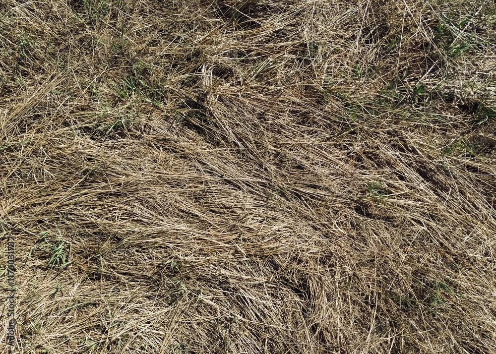 Old dried grass in the autumn forest. Texture of couch grass and other herbs. Old dried grass in the autumn forest. Texture of couch grass and other herbs.