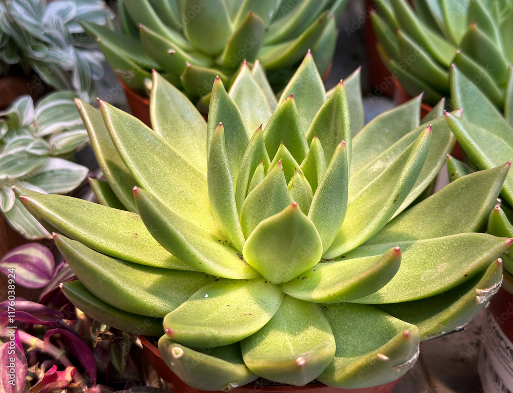 Close-up of a succulent plant Echeveria agave in a pot, with natural light highlighting its intricate details. Green succulent pattern close up. Close-up of a succulent plant Echeveria agave in a pot, with natural light highlighting its intricate details. Green succulent pattern close up.