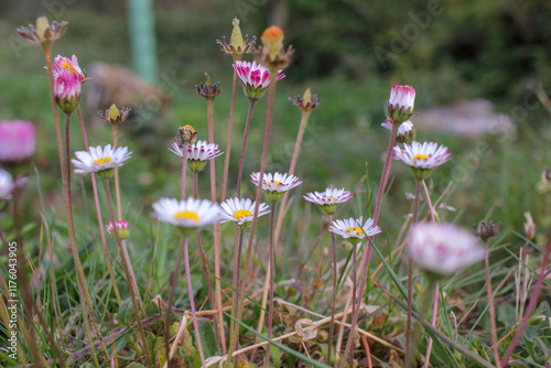humble, wild flowers in the beginning of spring