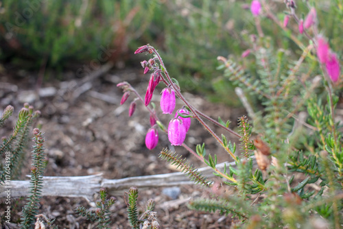 delicate wildflowers in the beginning of spring