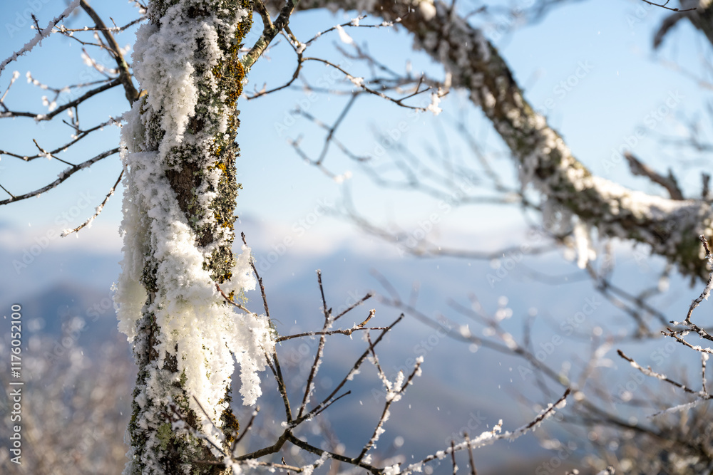 Mossy Tree Coverd In Snow Looks Out Over Distant Valley Mossy Tree Coverd In Snow Looks Out Over Distant Valley