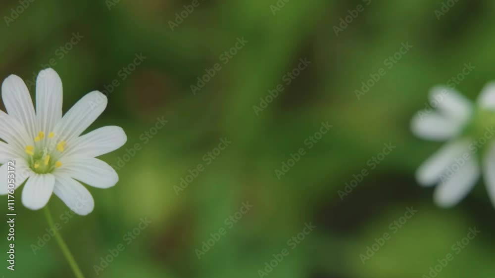 Close up of Rabelera holostea, known as greater stitchwort. Close up of Rabelera holostea, known as greater stitchwort.