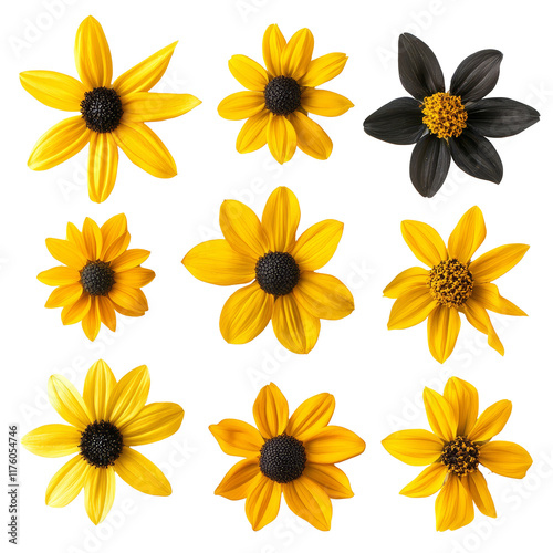 Bright black eyed susans arranged in a captivating top view display showcasing their unique features and vibrant, various black eyed susan single flower top view and with isolated photo