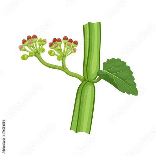 Illustration of Cissus quadrangularis, commonly known as hadjod, veldt grape, winged treebine or adamant creeper, isolated on white background.
