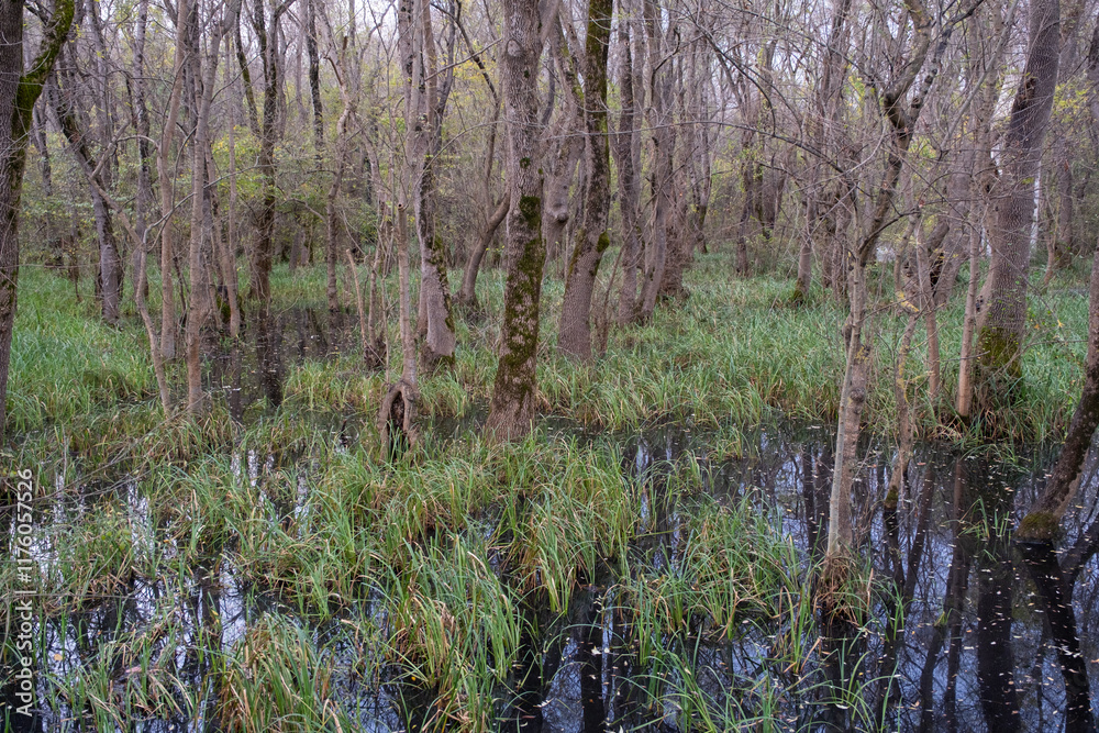 Forest in swamp. Trees in the forest reflected in the water. Wetland area view in nature. Cypress trees Forest in swamp. Trees in the forest reflected in the water. Wetland area view in nature. Cypress trees