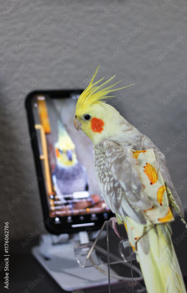 Naklejka premium Cockatiel interacts with smartphone displaying another cockatiel in a cozy indoor setting