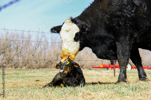 black baldy cow licking off her newborn calf photo