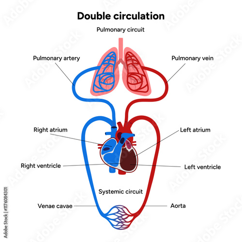 Vital Pathways of Double Circulation in Humans Oxygen Transport in the Body