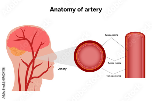Intricate Structure anatomy and Physiology of human Arteries with human head