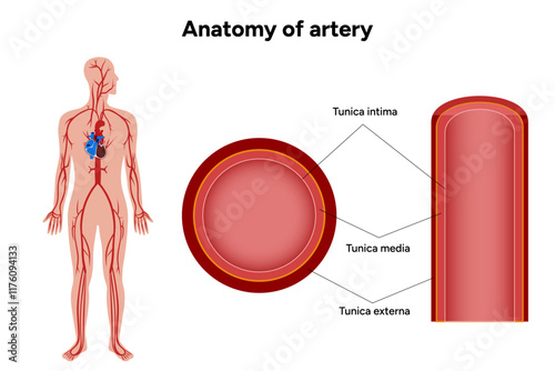 Intricate Structure anatomy and Physiology of human Arteries with human