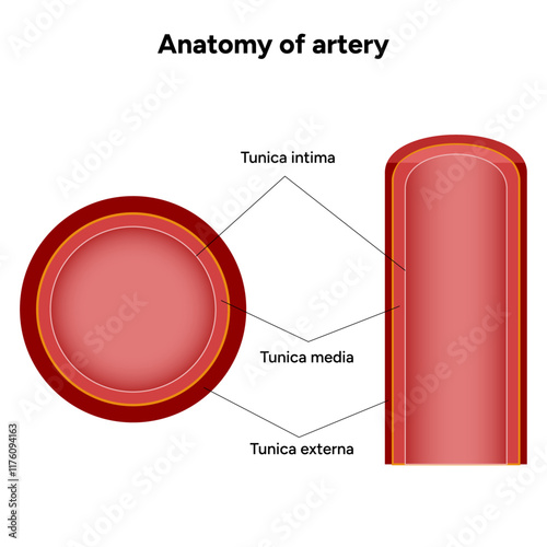 Intricate Structure anatomy and Physiology of human Arteries 