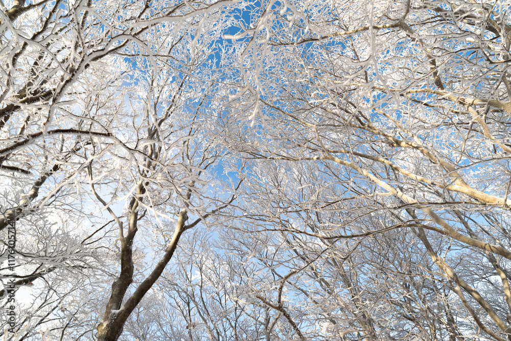 見上げると青空が広がる霧氷の森 見上げると青空が広がる霧氷の森