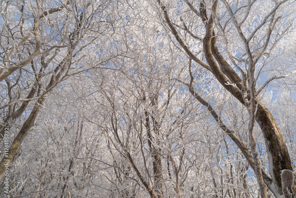 見上げると青空が広がる霧氷の森