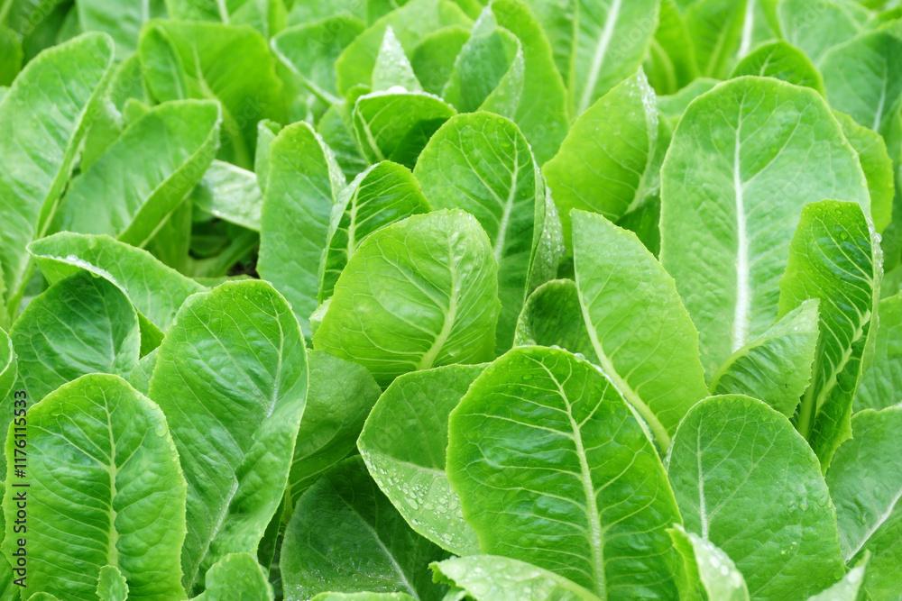 Fototapeta premium organic vegetable as food background