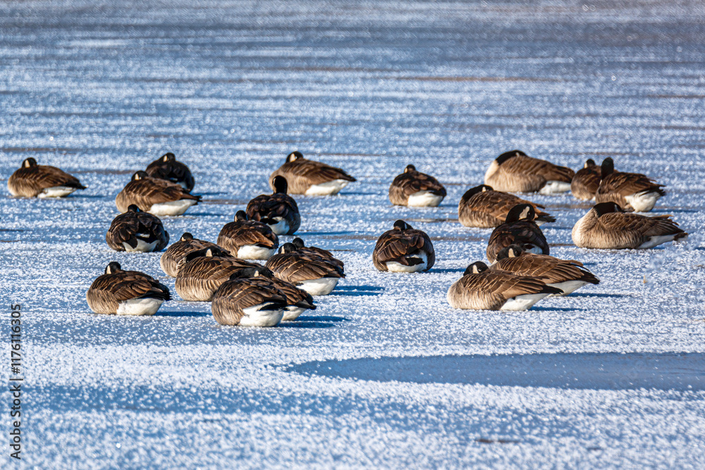 Fototapeta premium The scenic views of birds, ducks and geese at the lake of Ada Hayden Heritage Park, Ames, Iowa, USA