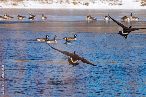 The scenic views of birds, ducks and geese at the lake of Ada Hayden Heritage Park, Ames, Iowa, USA photo