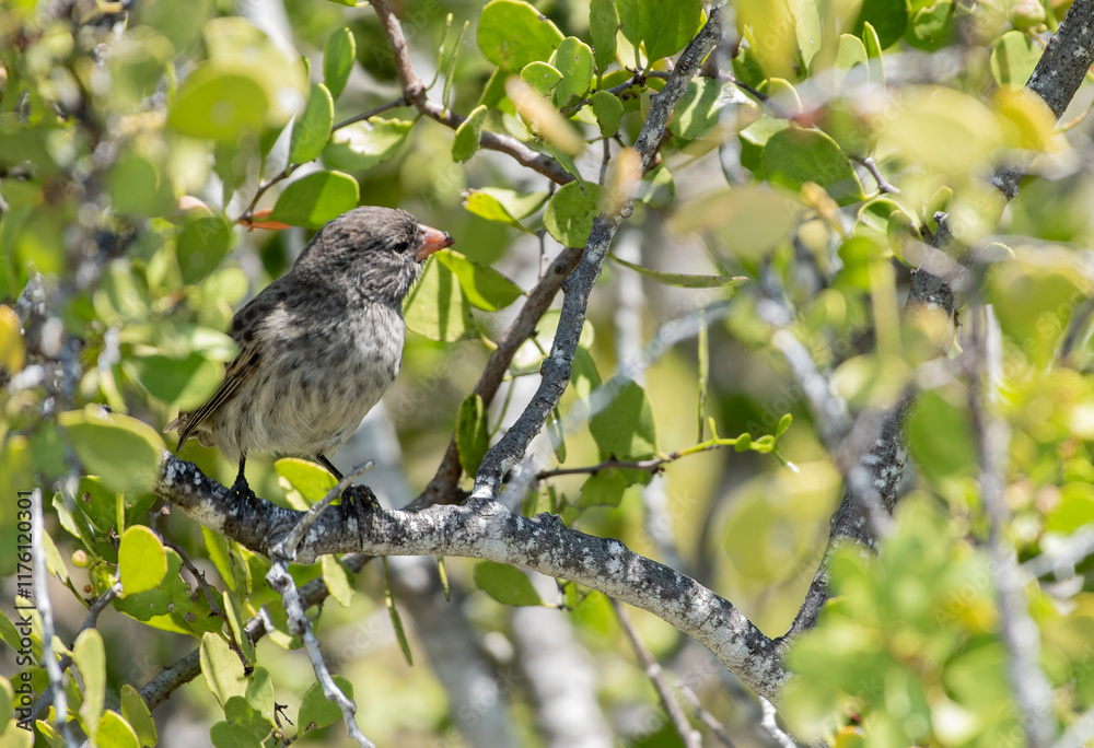 Small Tree Finch Small Tree Finch