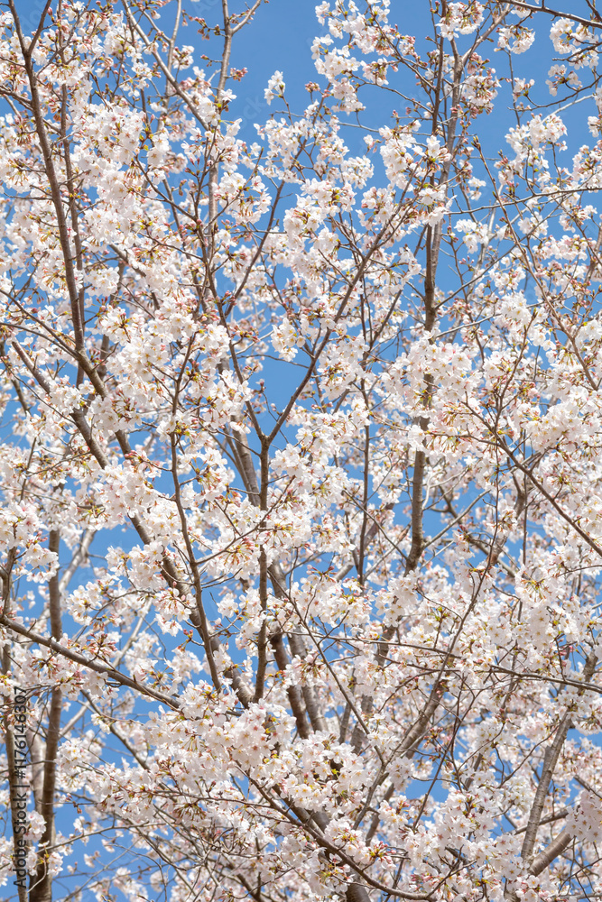 Obraz premium 白い花弁の大島桜 