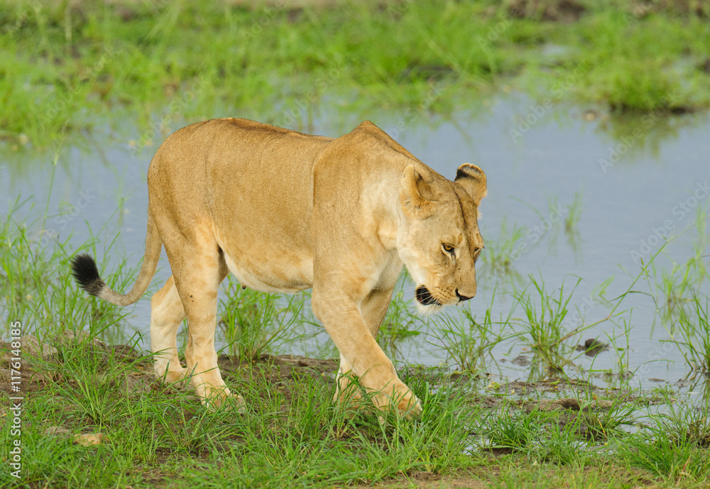 Naklejka premium Closeup of a Lioness (scientific name: Panthera leo, or 