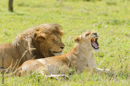 Closeup of a  Lion and lioness (scientific name: Panthera leo, or 