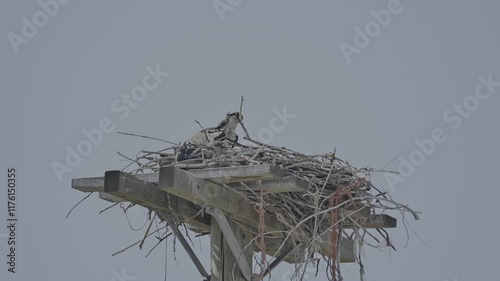 Detailed shot of an osprey nesting on a power pole, blending wildlife with urban infrastructure in Kamloops, BC.