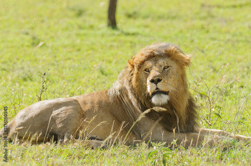 Closeup of a Lion (scientific name: Panthera leo, or Closeup of a Lion (scientific name: Panthera leo, or