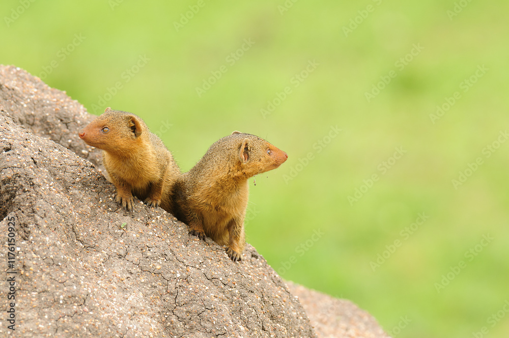 Pair of Common Dwarf Mongoose (Helogale parvula) on a termite hill Pair of Common Dwarf Mongoose (Helogale parvula) on a termite hill