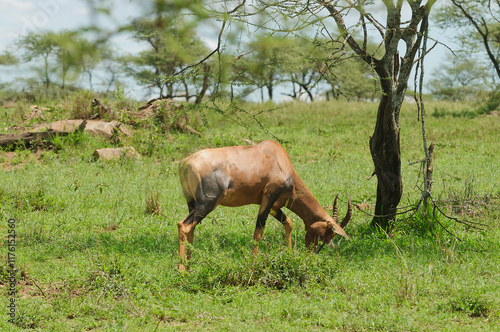 Topi (scientific name: Damaliscus lunatus jimela or 