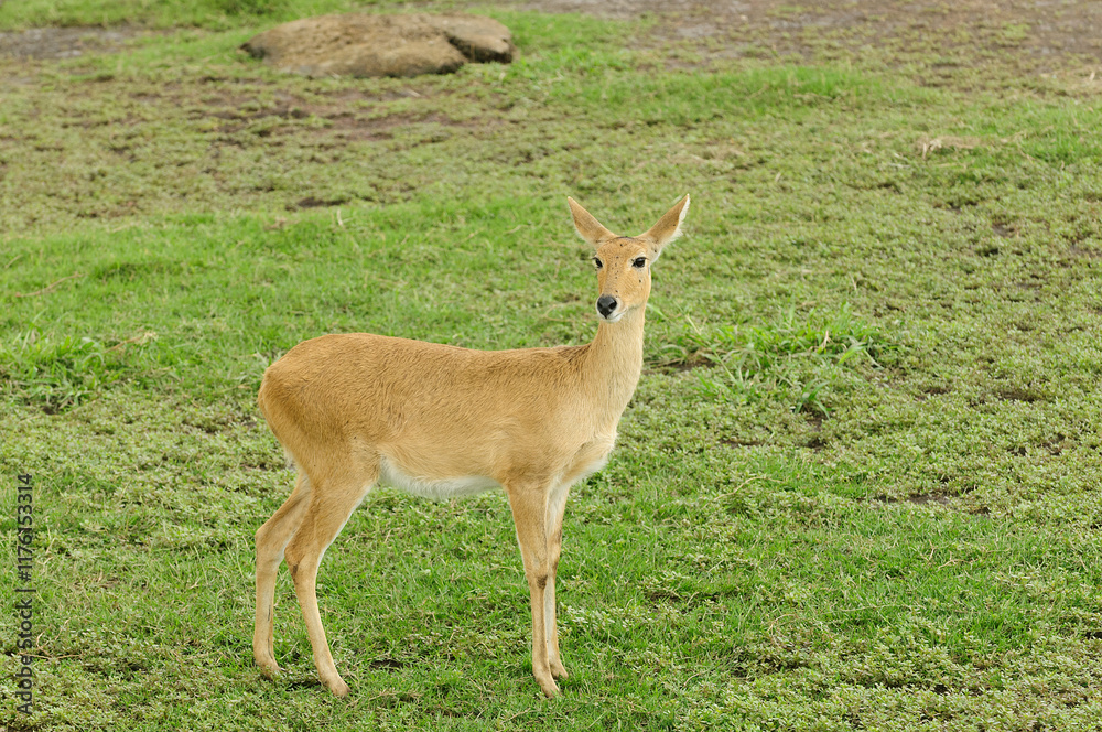 Closeup of Reedbuck (scientific name: Redunca redunca, or Closeup of Reedbuck (scientific name: Redunca redunca, or