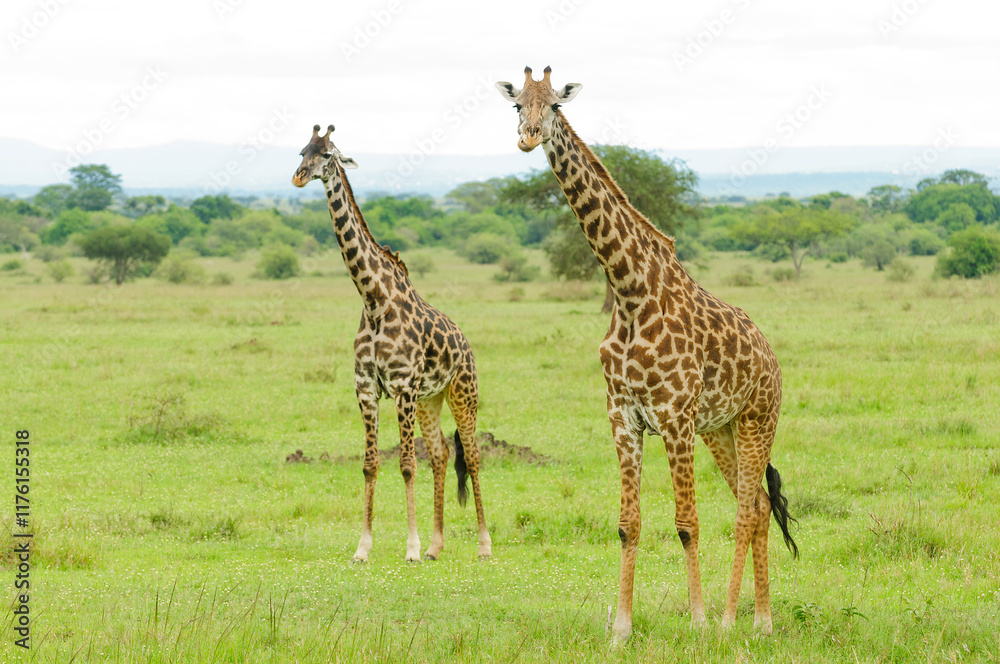 Obraz premium Pair of Masai Giraffe (Giraffa camelopardalis tippelskirchi or 