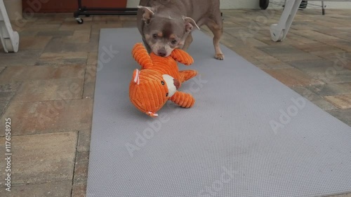 A little dog plays with his favorite toy on the bed. Pets