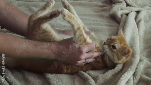 A ginger cat plays with its owner on the bed. Pets