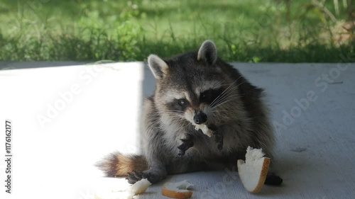 A wild raccoon eats bread. Wildlife. Raccoon