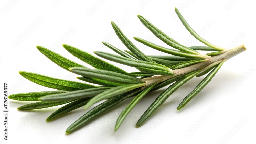 A single rosemary leaf with a slightly crinkled surface and prominent veins, placed against a pure white background , Rosemary Leaf Herbal, Botanicals A single rosemary leaf with a slightly crinkled surface and prominent veins, placed against a pure white background , Rosemary Leaf Herbal, Botanicals