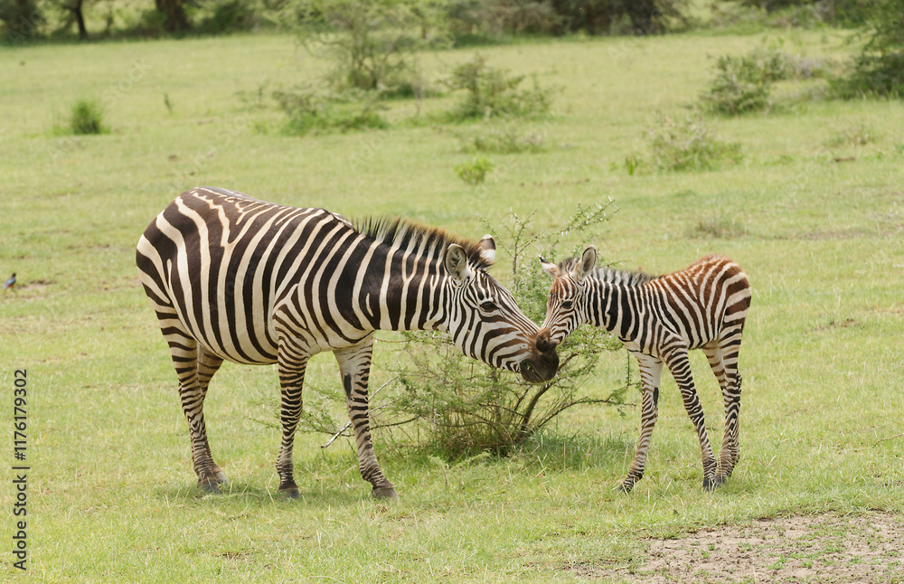 Closeup of Burchell's Zebra (scientific name: Equus burchelli, subspecies Equus burchelli boehmi or Closeup of Burchell's Zebra (scientific name: Equus burchelli, subspecies Equus burchelli boehmi or